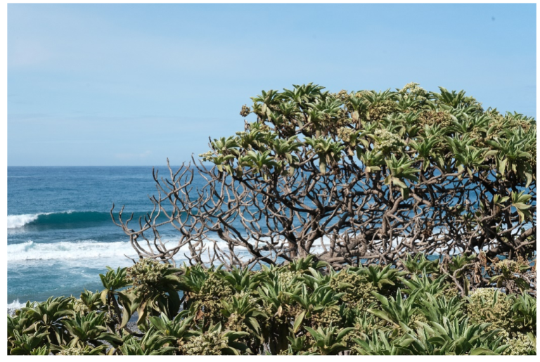 Un veloutier bord de mer (Heliotropium foertherianum) planté il y a plus de dix ans sur le littoral de l’Etang-Salé (crédit : Hatton I., 2022).