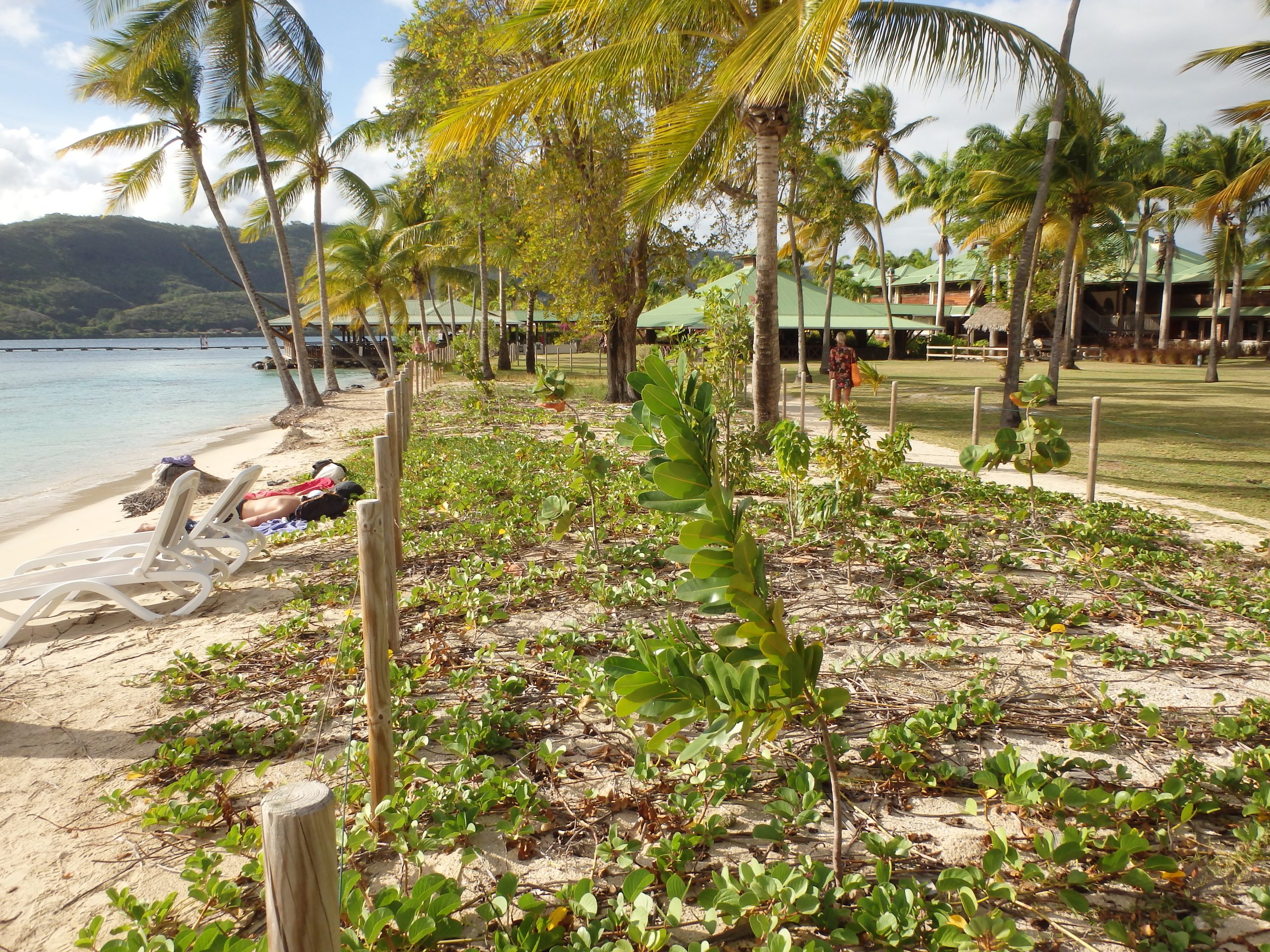 Périmètre de restauration de la végétation sur l’arrière-plage, mis en place avec l’appui de l’ONF dans le but de réduire l’érosion de la plage.